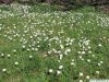 Filename=Margarites.JPG
Filesize=319KiB
Dimensions=1037x778
Date added=Aug 13, 2009 Margarites.JPG