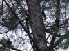 Filename=skiouroi.jpg
Filesize=385KiB
Dimensions=1019x768
Date added=Nov 13, 2010 skiouroi.jpg