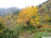 Filename=yellow_collors_with_fog.JPG
Filesize=241KiB
Dimensions=1037x778
Date added=Aug 01, 2009 yellow_collors_with_fog.JPG